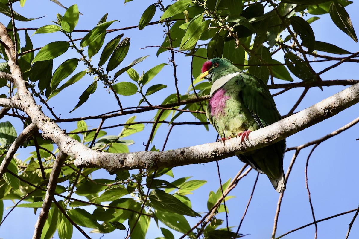 White-breasted Fruit-Dove (Moluccan) - ML624837703