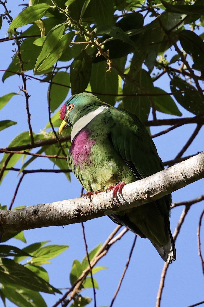 White-breasted Fruit-Dove (Moluccan) - ML624837704