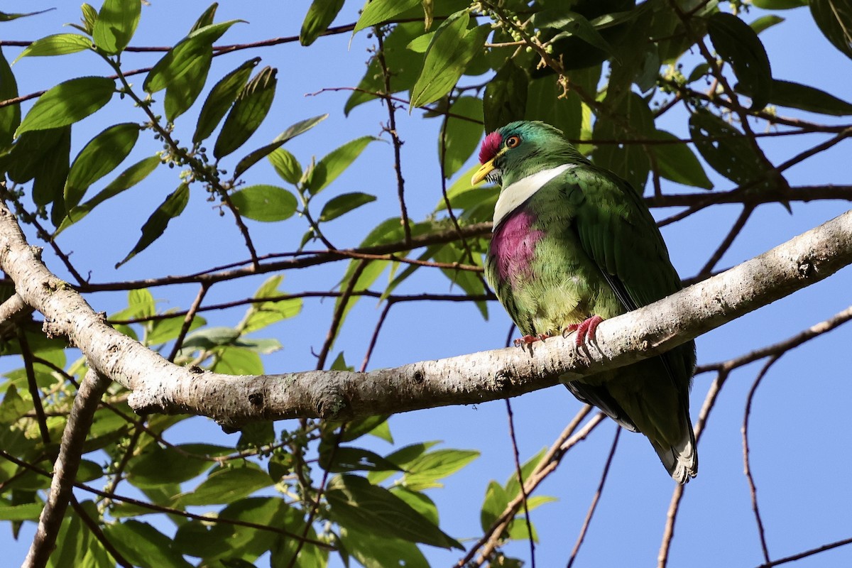 White-breasted Fruit-Dove (Moluccan) - ML624837705