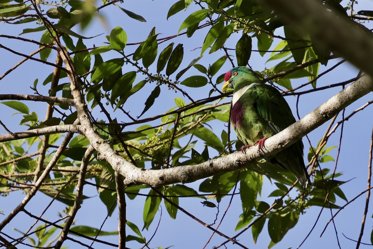 White-breasted Fruit-Dove (Moluccan) - ML624837706