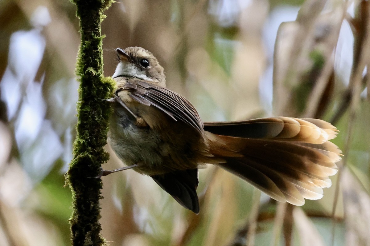 Tawny-backed Fantail - ML624837755