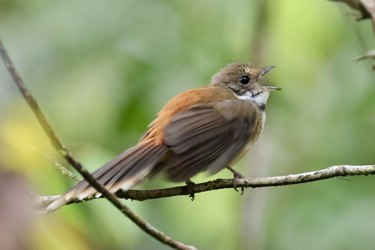 Tawny-backed Fantail - ML624837756