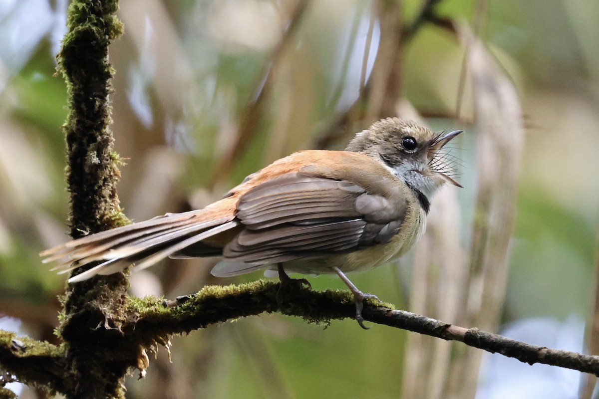 Tawny-backed Fantail - ML624837757