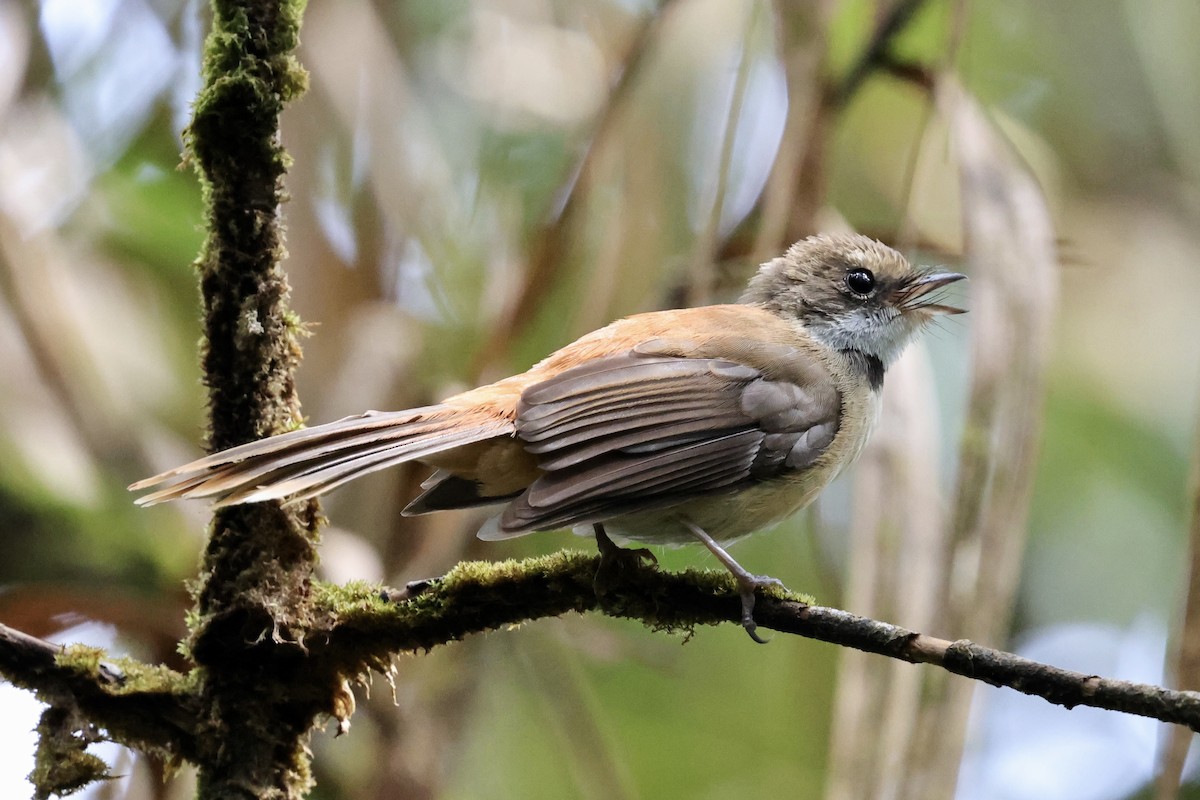 Tawny-backed Fantail - ML624837758