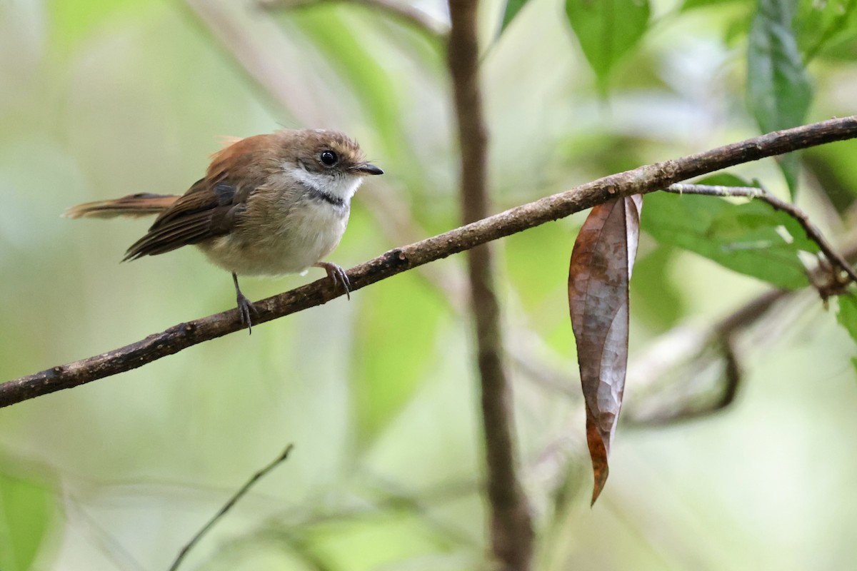 Tawny-backed Fantail - ML624837759