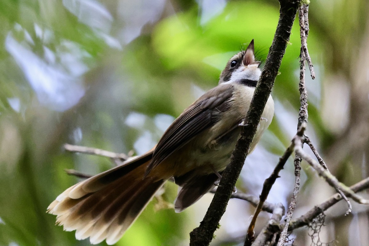 Tawny-backed Fantail - ML624837760