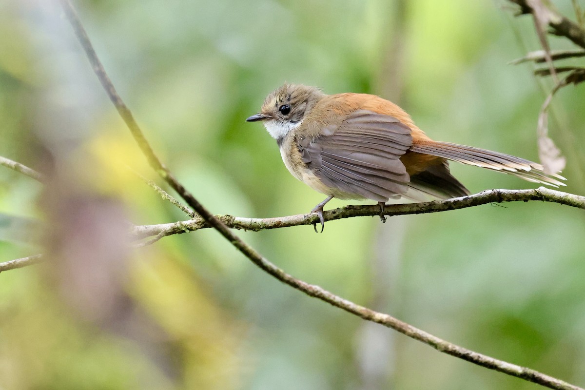 Tawny-backed Fantail - ML624837761