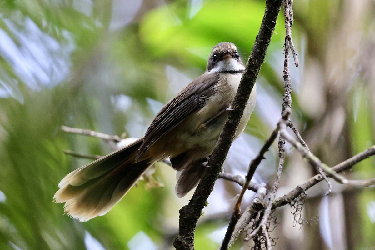 Tawny-backed Fantail - ML624837762