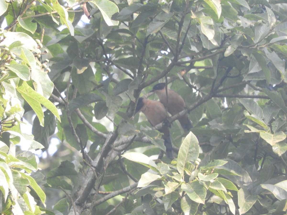 Rufous Sibia - ML624837946