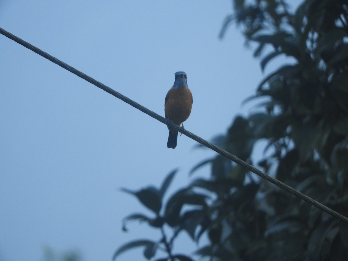 Blue-capped Rock-Thrush - ML624837998