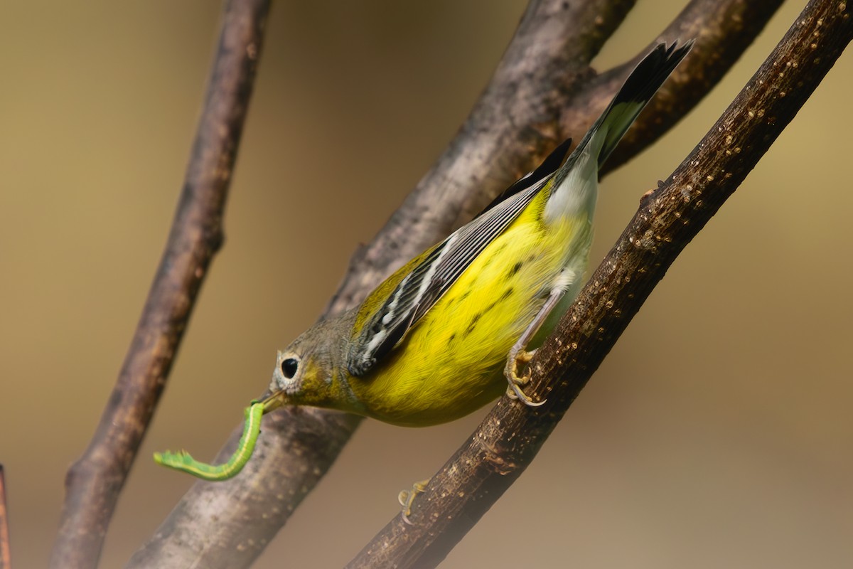 Magnolia Warbler - ML624838175
