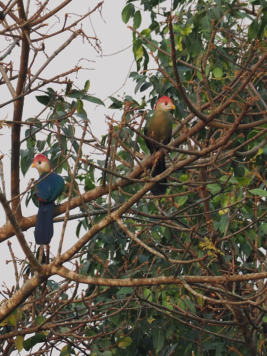 Red-crested Turaco - ML624838195