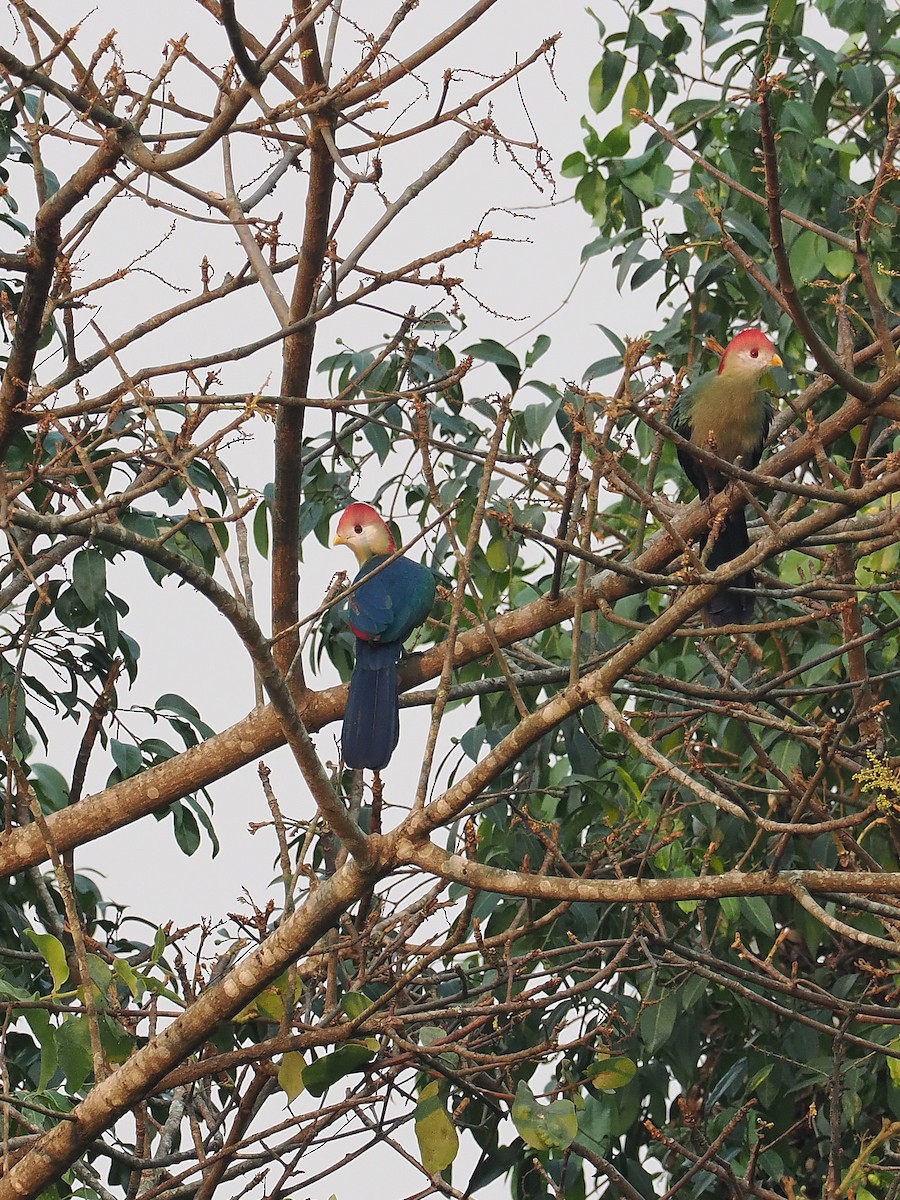 Red-crested Turaco - ML624838197
