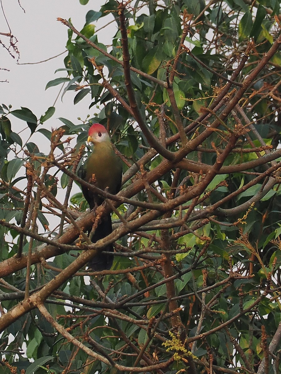 Red-crested Turaco - ML624838208