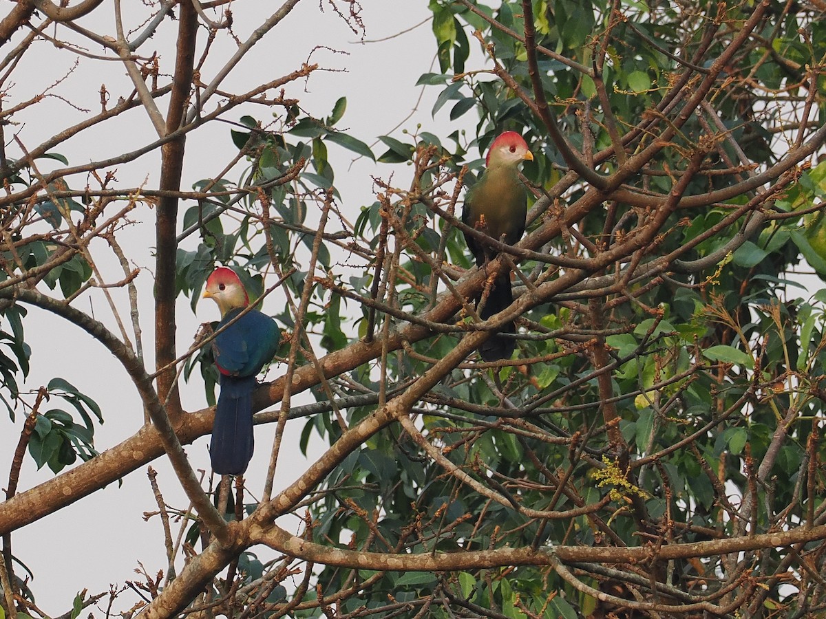 Red-crested Turaco - ML624838211