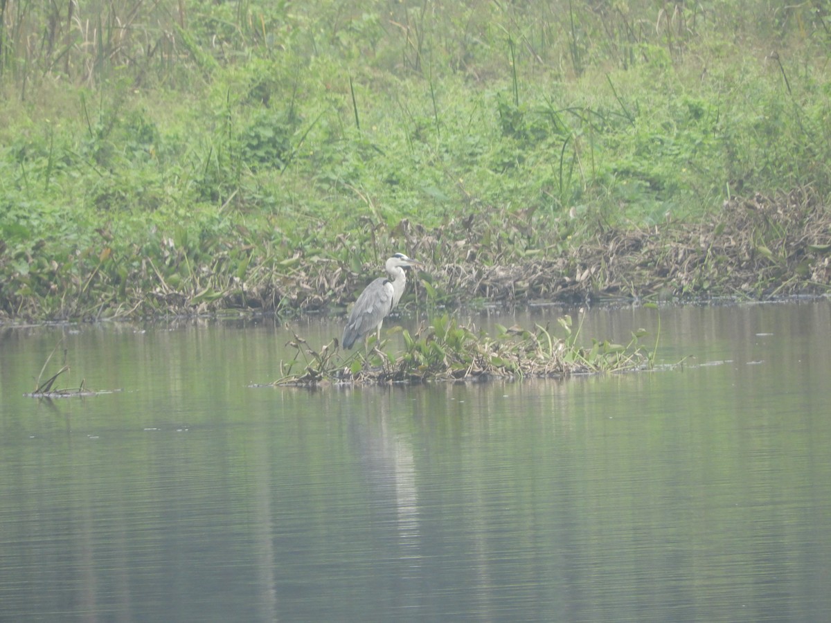 Gray Heron - ML624838297