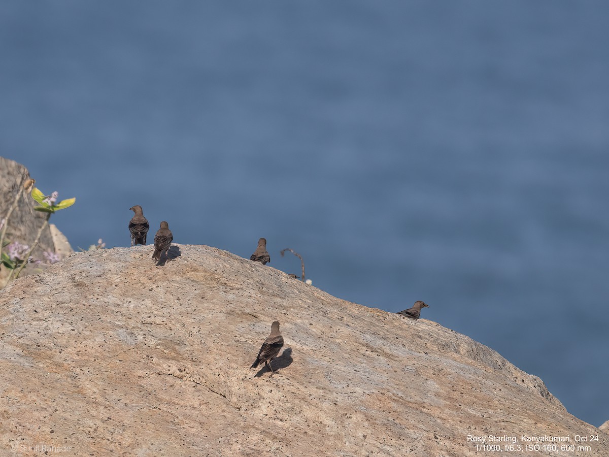 Rosy Starling - ML624838396