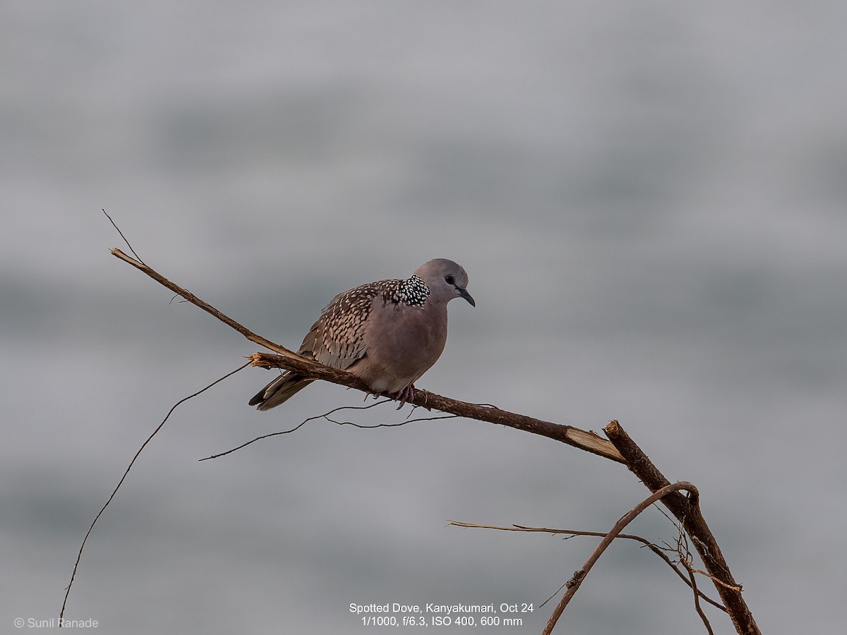 Spotted Dove - ML624838418