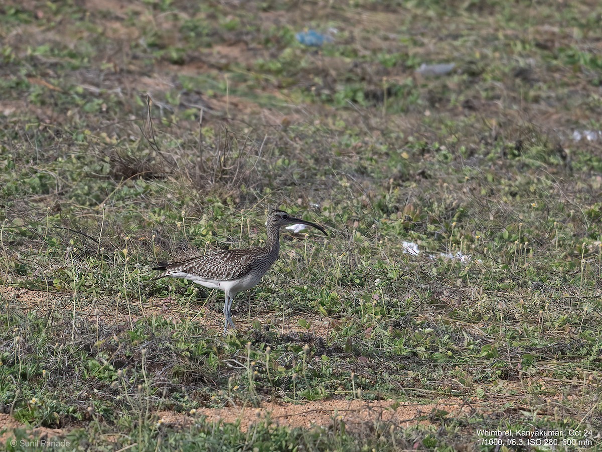 Whimbrel - ML624838426