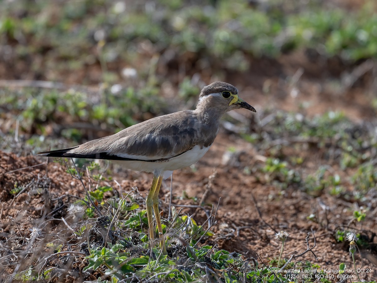 Yellow-wattled Lapwing - ML624838439