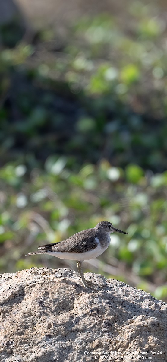 Common Sandpiper - ML624838574