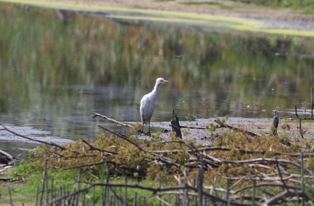 Western Cattle-Egret - ML624838705