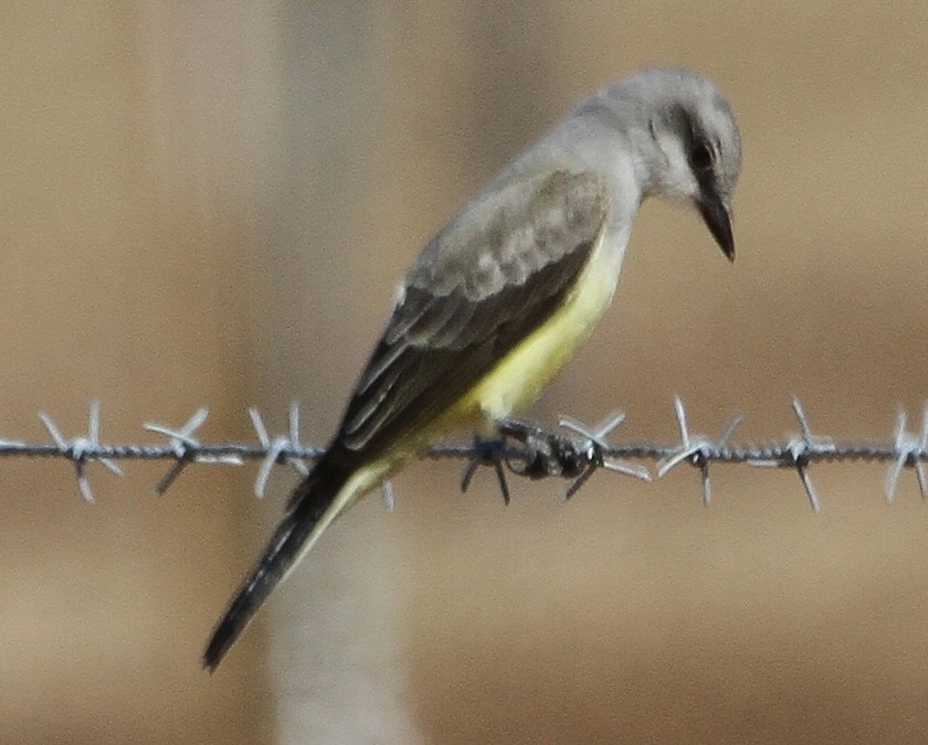 Cassin's Kingbird - ML624838892