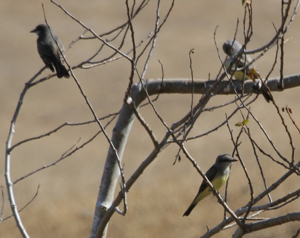 Cassin's Kingbird - ML624838893