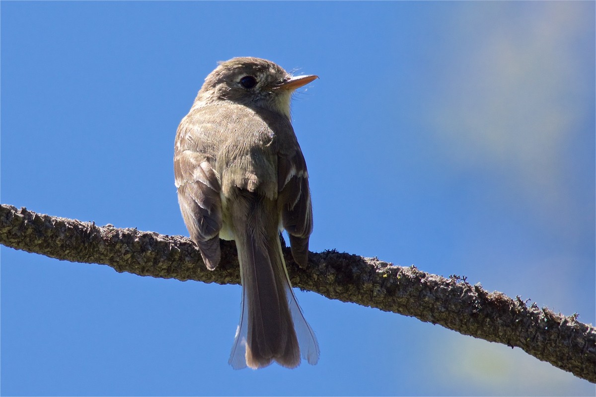 Dusky Flycatcher - ML62483891