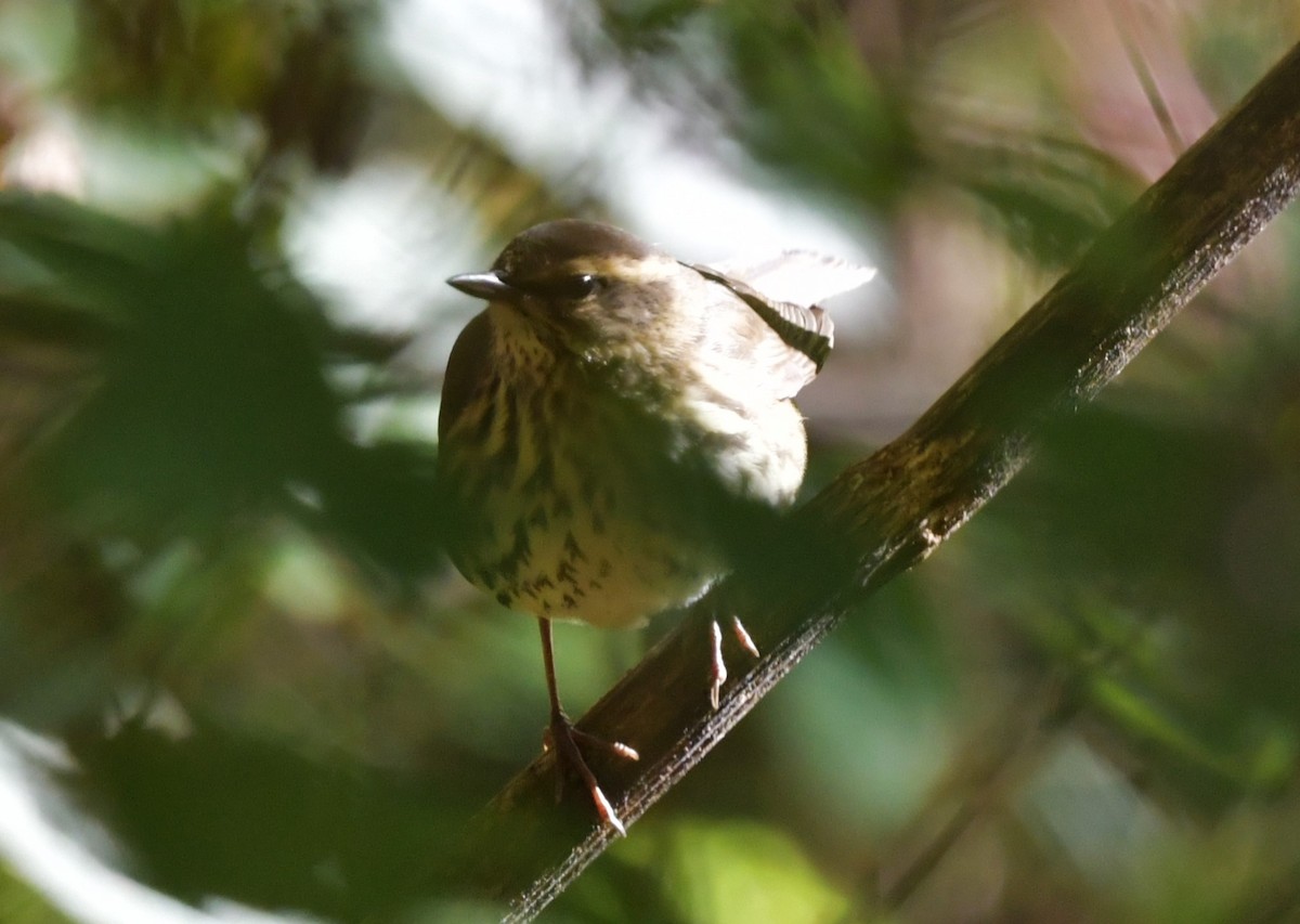 Northern Waterthrush - ML624838983