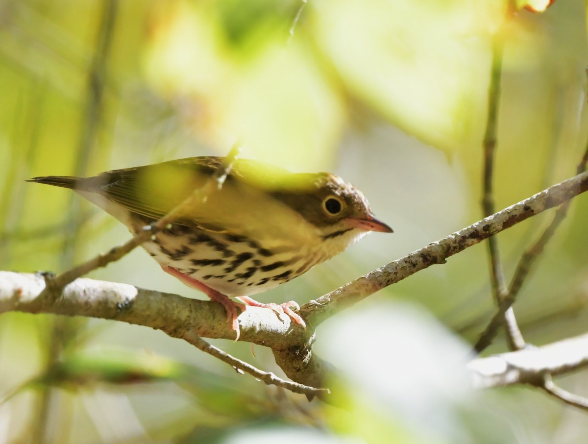 Ovenbird - ML624839002