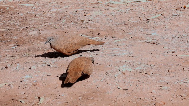 White-quilled Rock-Pigeon - ML624839014