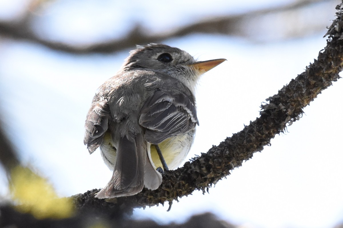 Dusky Flycatcher - ML62483911