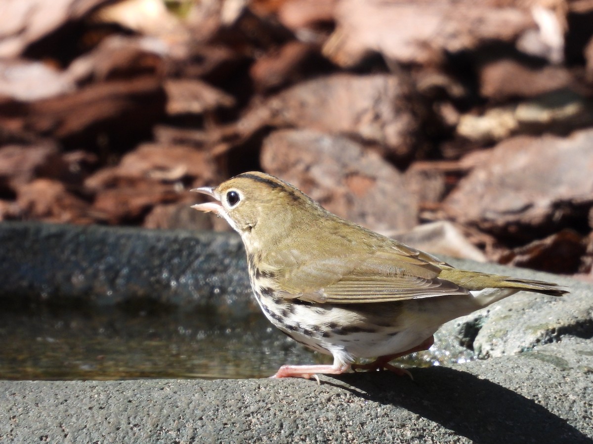 Ovenbird - ML624839159
