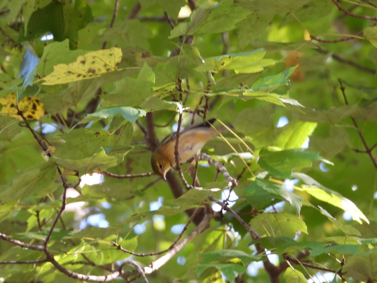 Bay-breasted Warbler - ML624839180