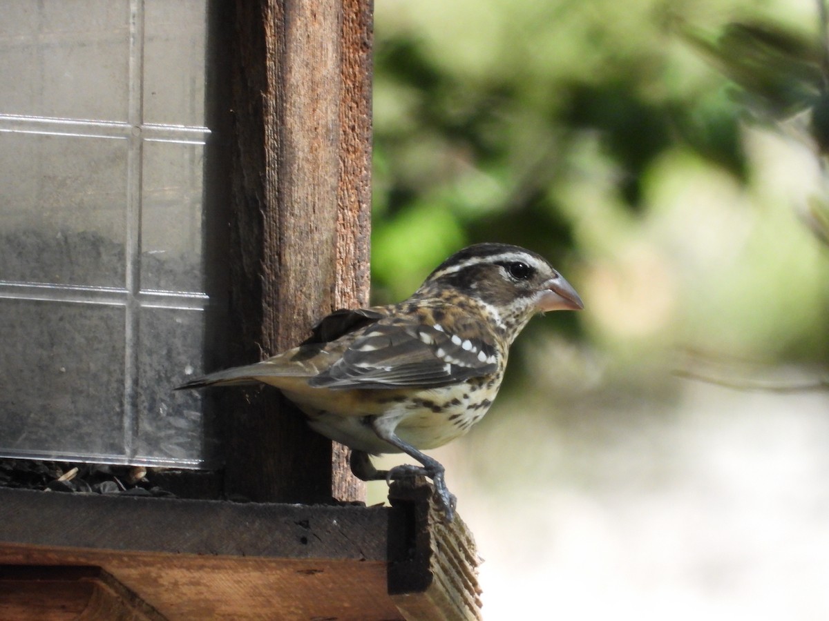 Rose-breasted Grosbeak - ML624839230