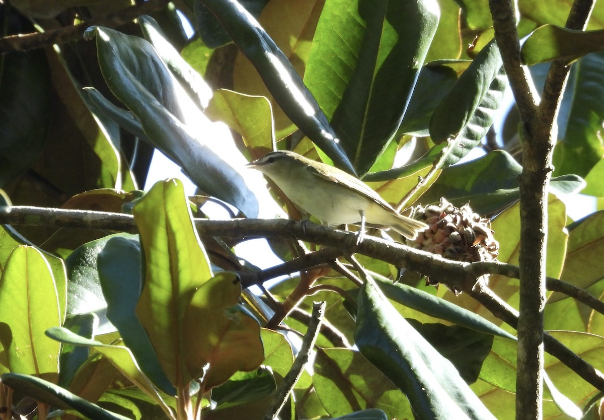 Red-eyed Vireo - ML624839312