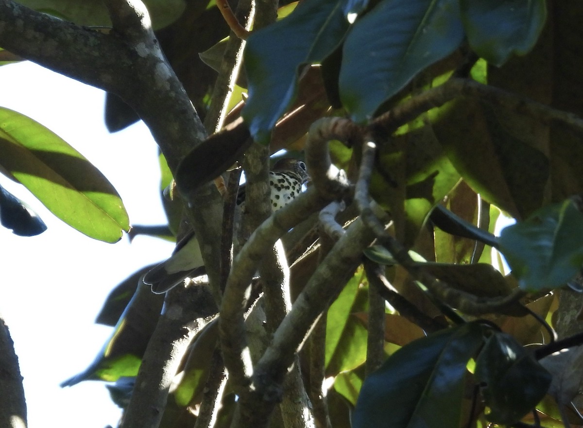 Wood Thrush - ML624839346