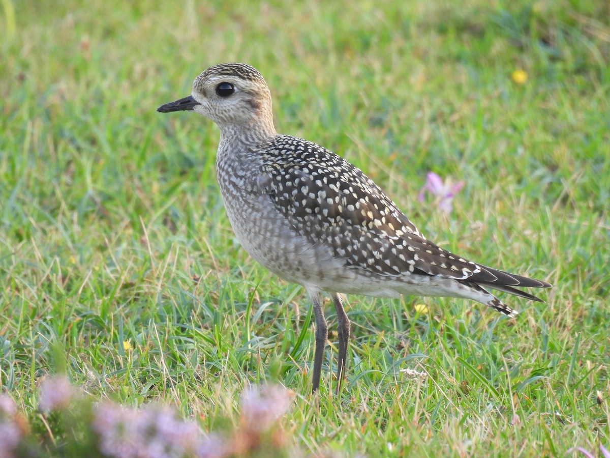 American Golden-Plover - Ricardo Hevia