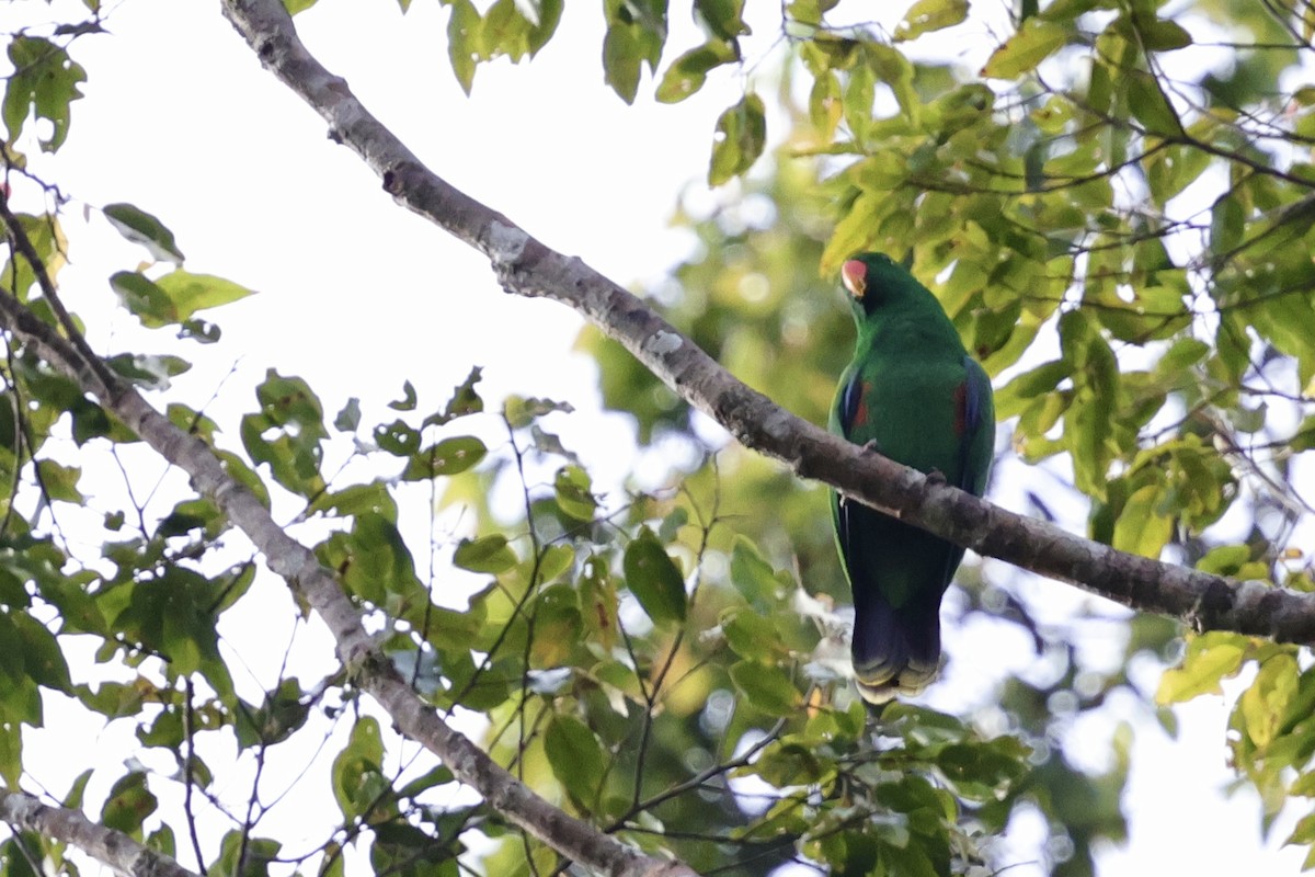Moluccan Eclectus - ML624839364