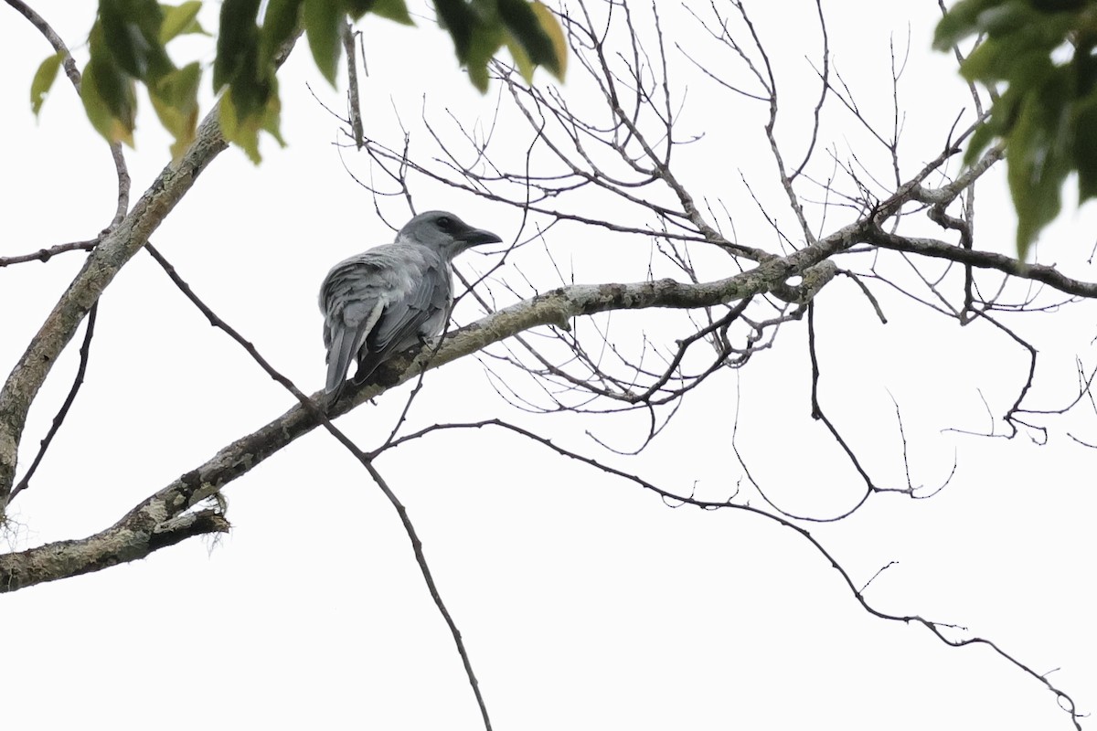 Buru Cuckooshrike - ML624839384