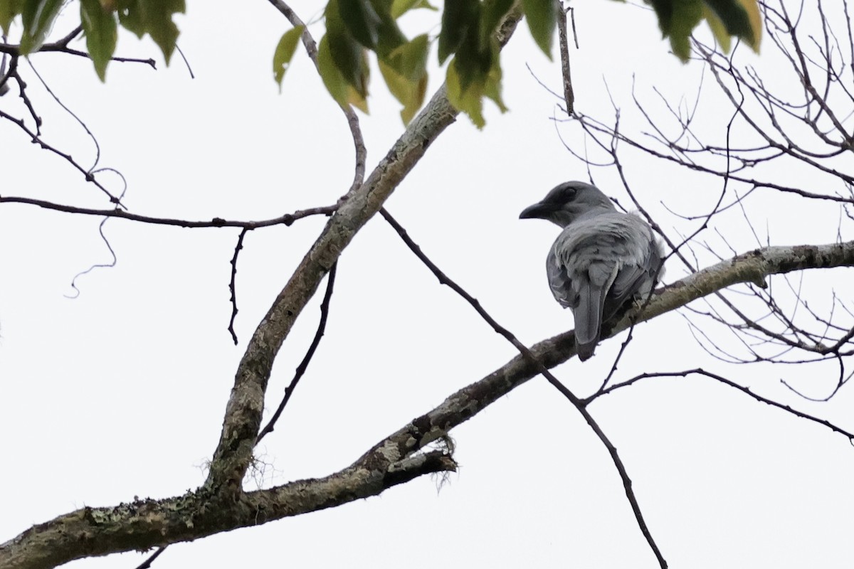 Buru Cuckooshrike - ML624839385