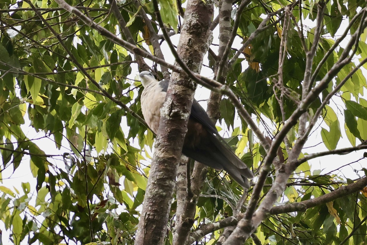 Buru Mountain-Pigeon - ML624839437