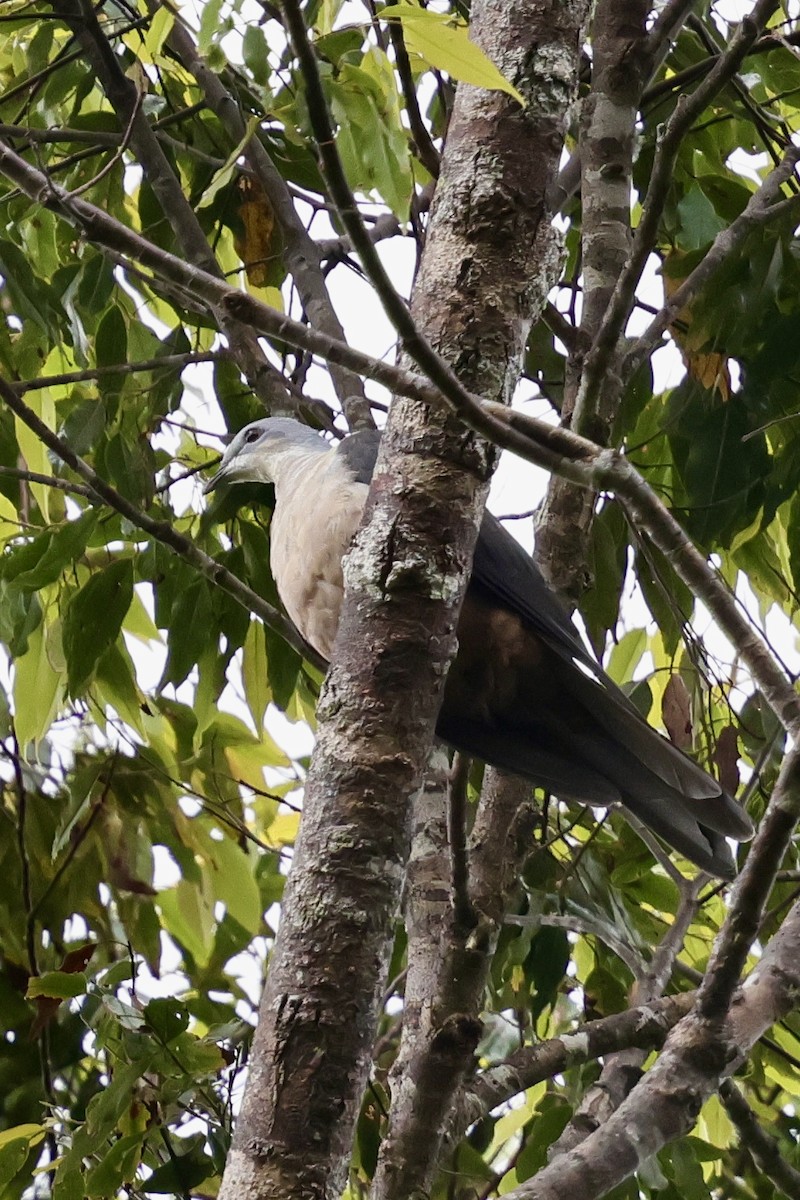 Buru Mountain-Pigeon - ML624839438