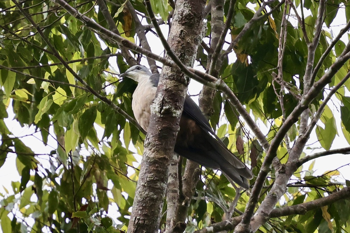 Buru Mountain-Pigeon - ML624839439
