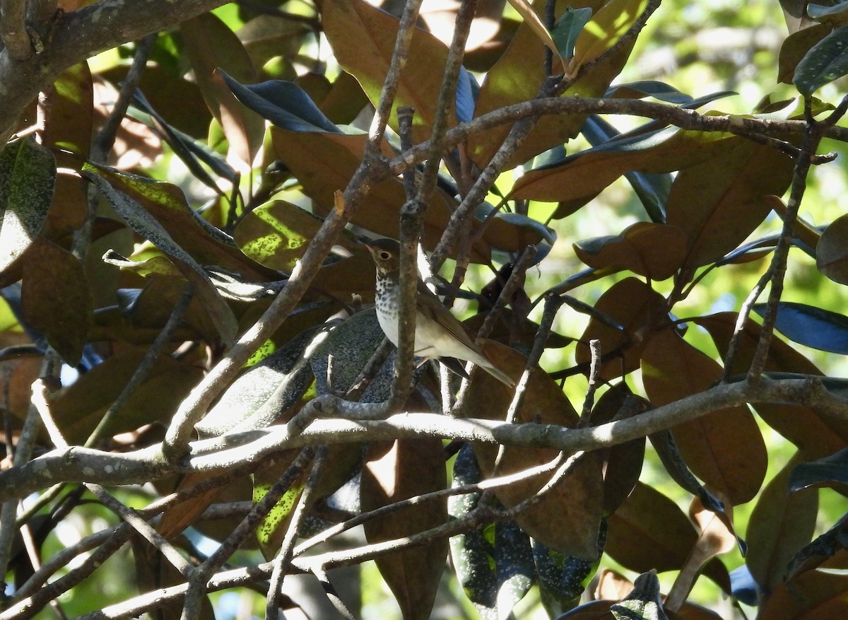 Swainson's Thrush - ML624839467