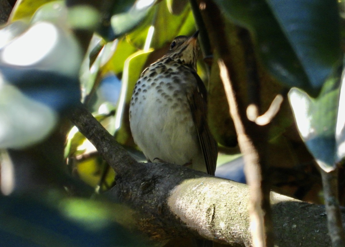 Swainson's Thrush - ML624839487