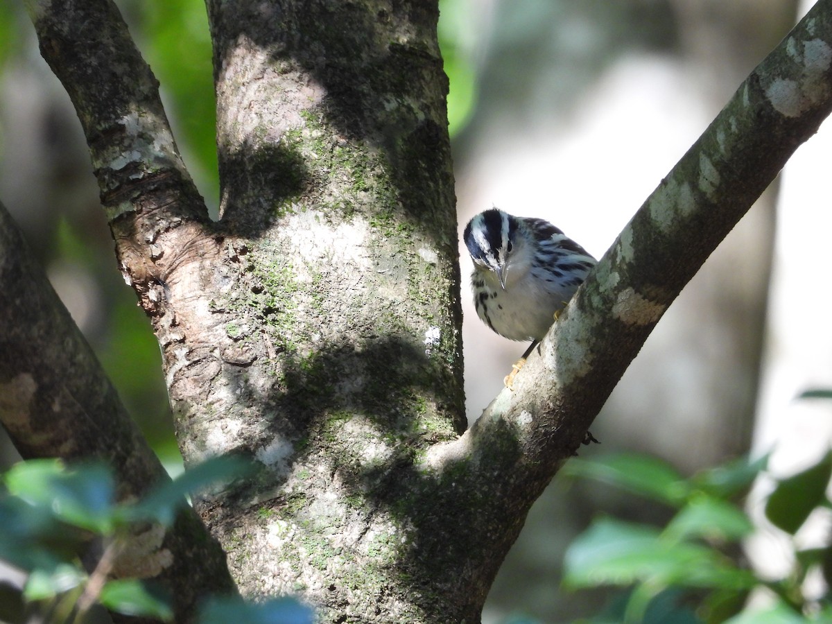 Black-and-white Warbler - ML624839544
