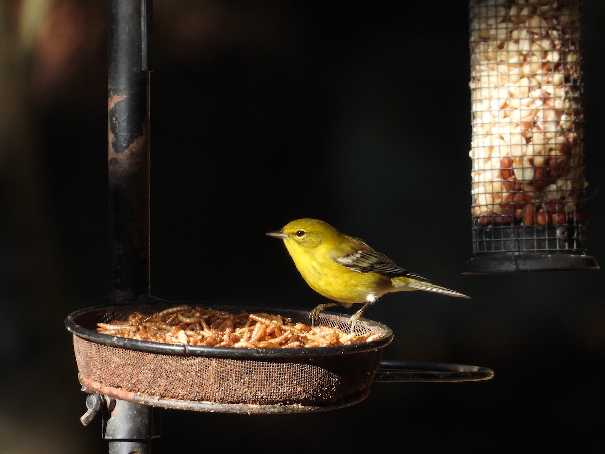Pine Warbler - ML624839550