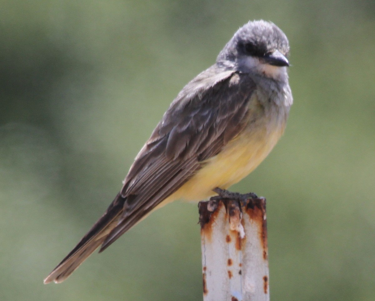 Cassin's Kingbird - ML624839565